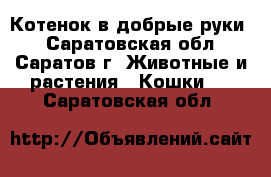 Котенок в добрые руки. - Саратовская обл., Саратов г. Животные и растения » Кошки   . Саратовская обл.